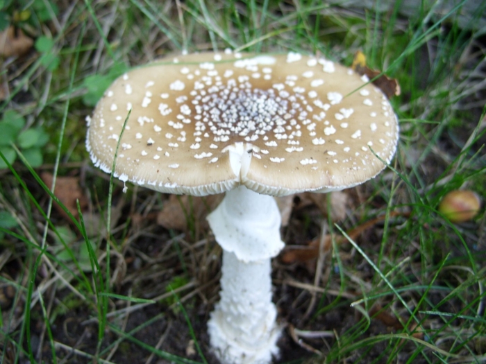 Мухомор пантерный