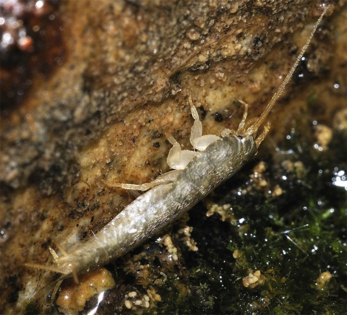 Чешуйница lepisma saccharina