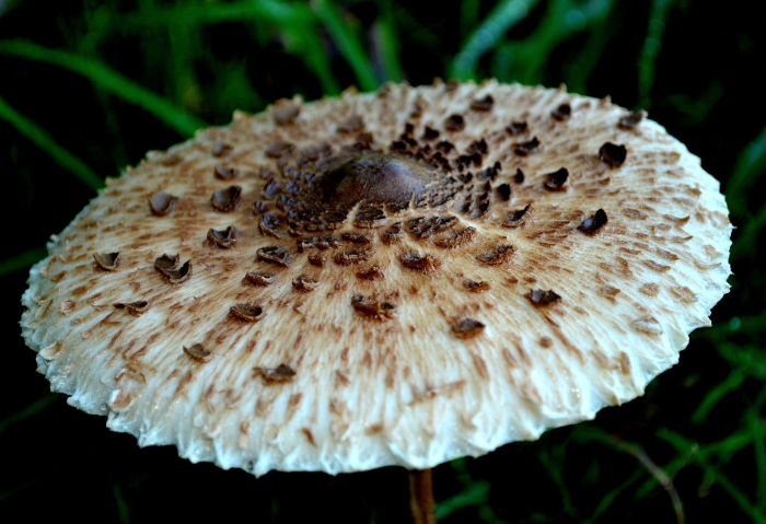 Гриб зонтик пёстрый macrolepiota procera