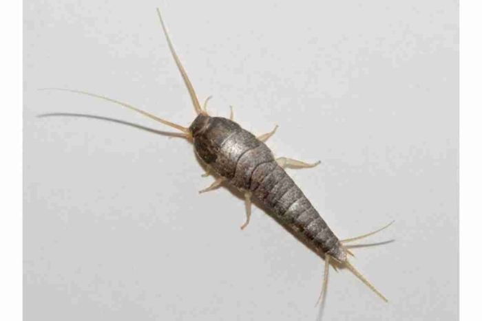 Мокрица чешуйница