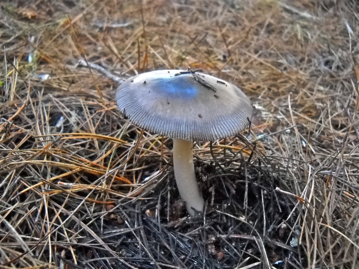 Поплавок серый гриб