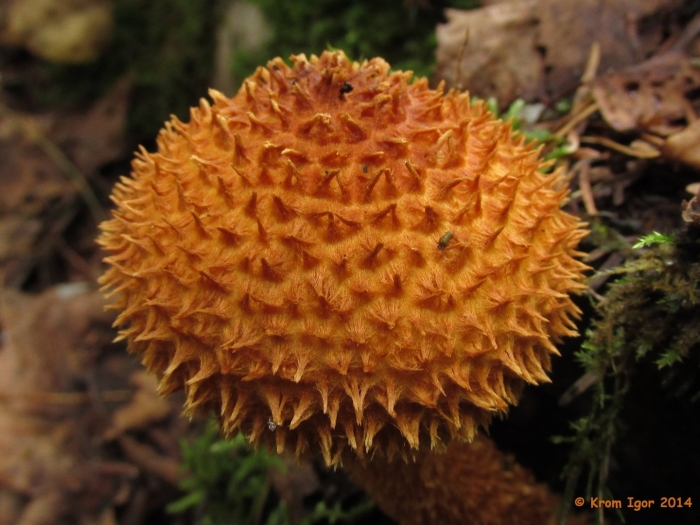 Лепиота древесинная