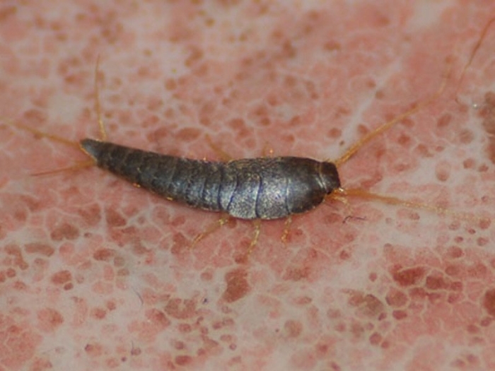 Мокрица жук личинки