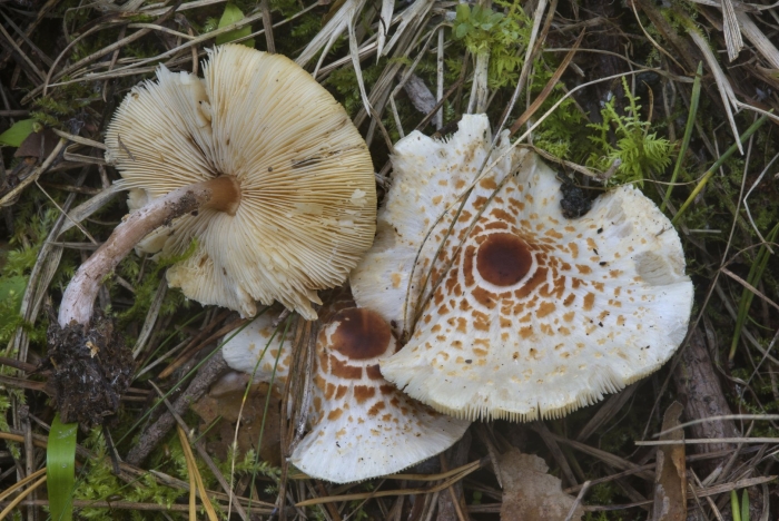 Лепиота древесинная