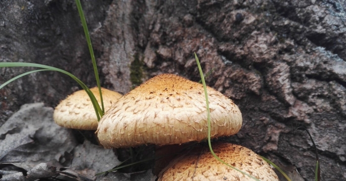 Чешуйчатка обыкновенная pholiota squarrosa