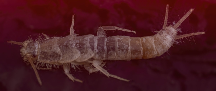 Чешуйница lepisma saccharina