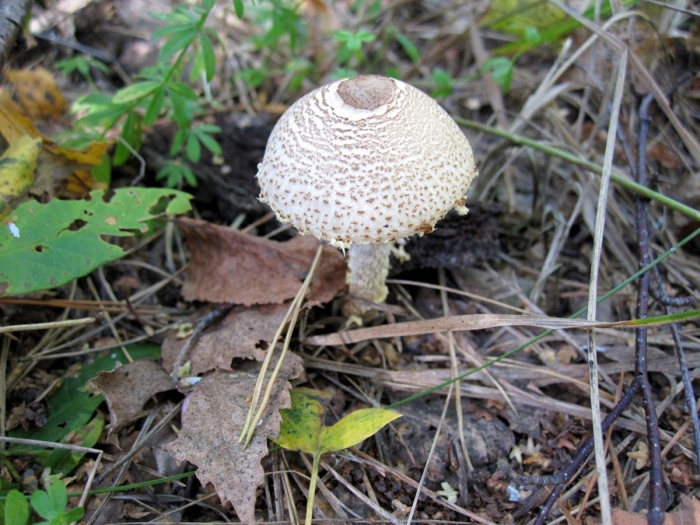 Зонтик пёстрый macrolepiota procera