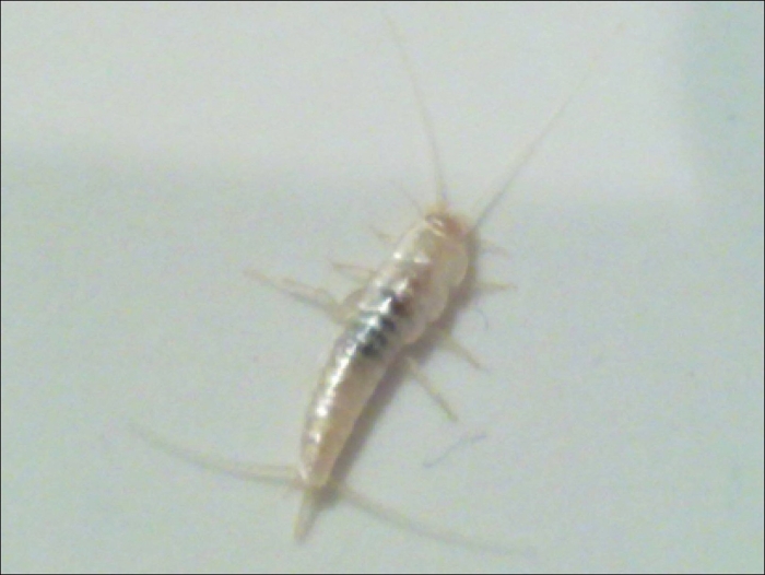 Мокрица жук личинки