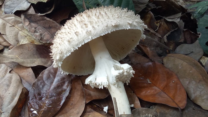 Гриб зонтик белый macrolepiota excoriata