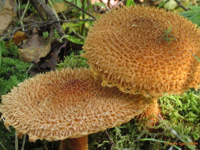 Чешуйчатка обыкновенная