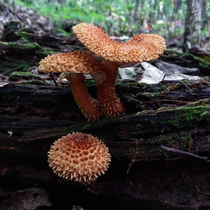 Лепиота древесинная