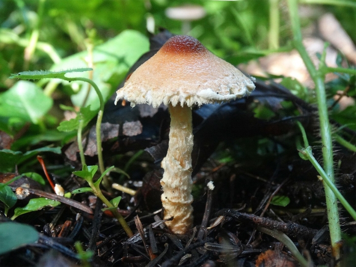 Лепиота древесинная