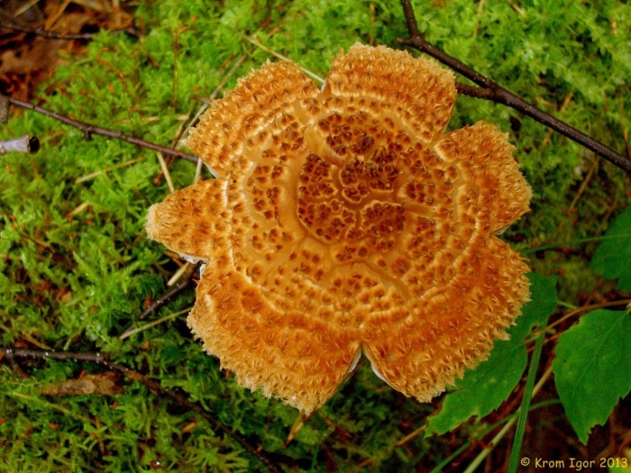 Лепиота древесинная