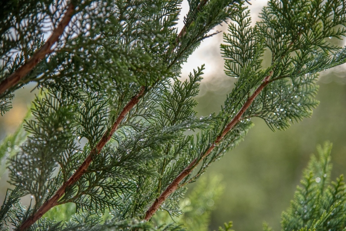 Кипарис cupressus ветка