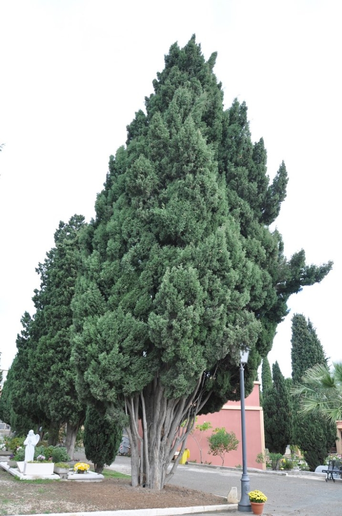 Кипарис cupressus sempervirens