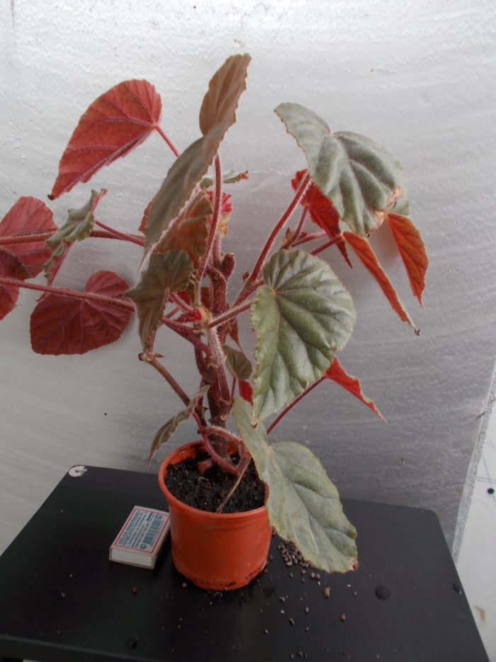 Бегония креднера