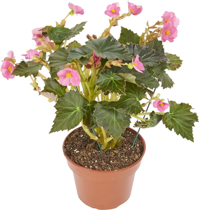 Бегония kamilla