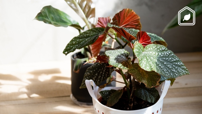 Комнатное растение бегония