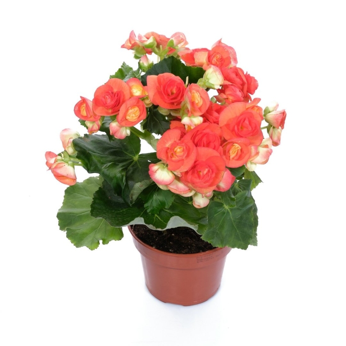 Бегония элатиор микс d15