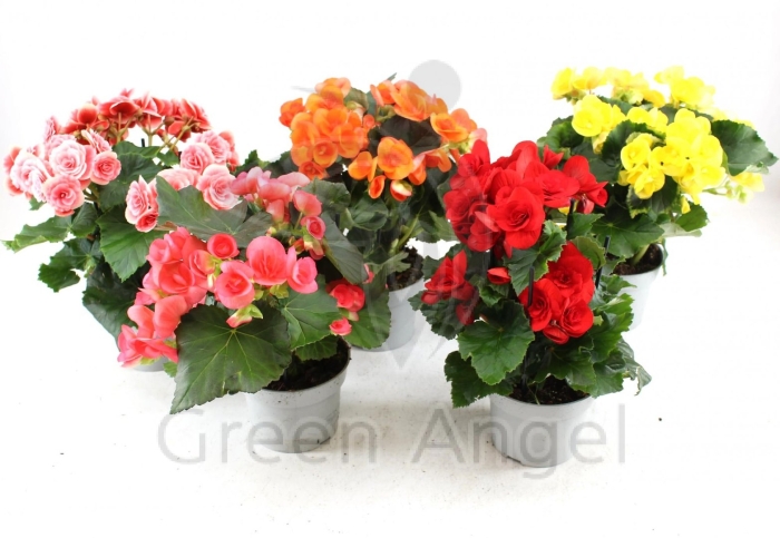 Бегония элатиор микс