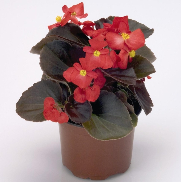 Бегония оломоуц вечноцветущая