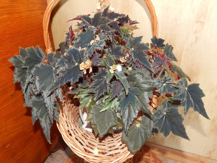 Бегония фиолетовая