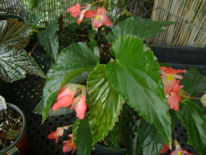 Бегония древовидная
