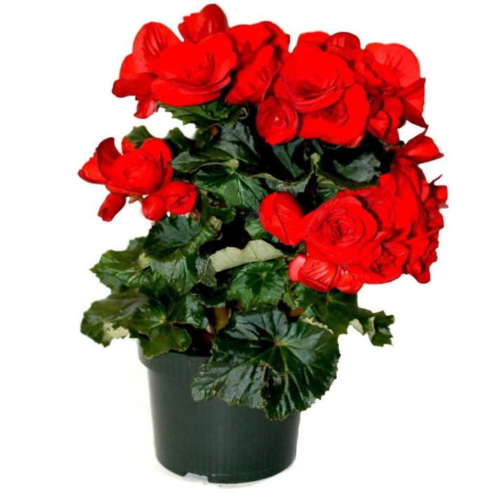 Цветок бегония