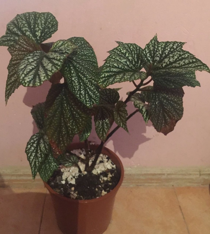 Бегония крапчатая