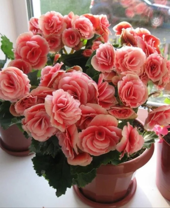 Бегонии элатиор