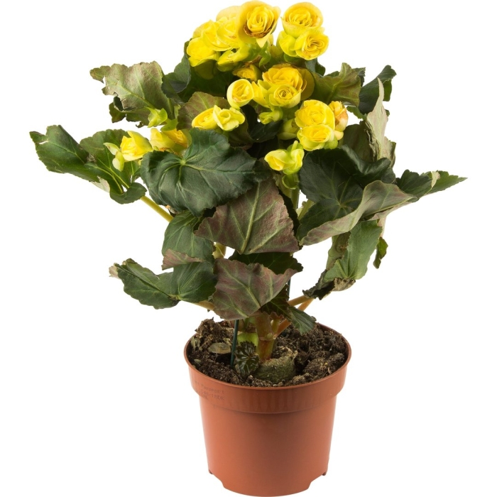 Элатиор бегония