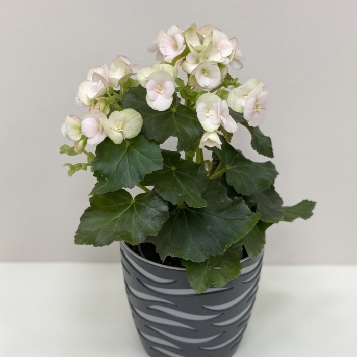 Бегония элатиор белая