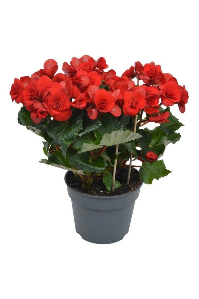 Бегония горшечная