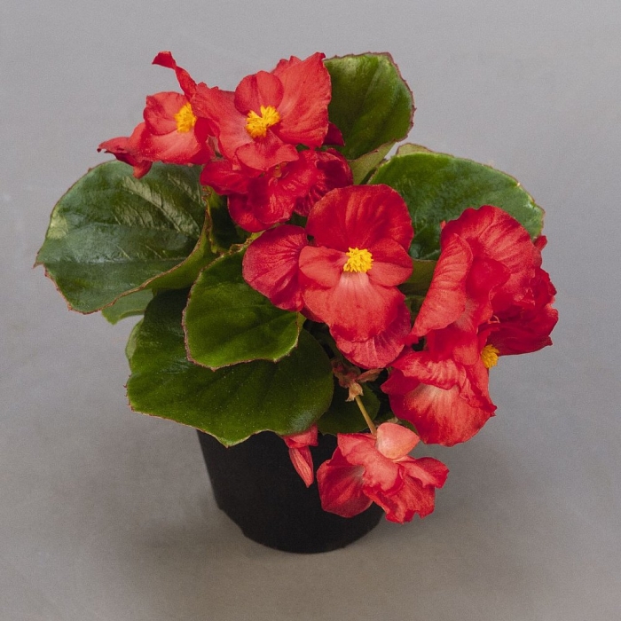 Вечноцветущая бегония