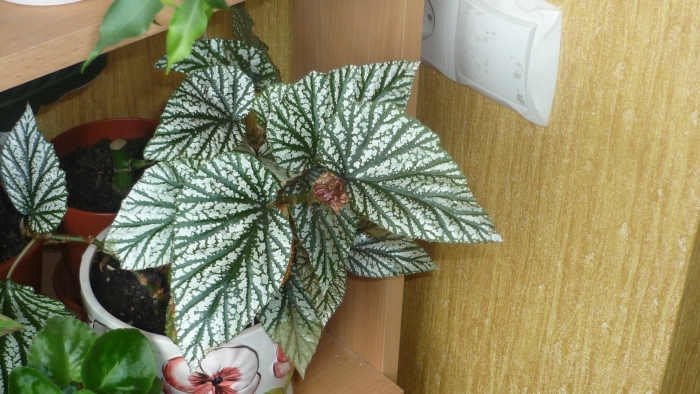 Бегония argenteo guttata