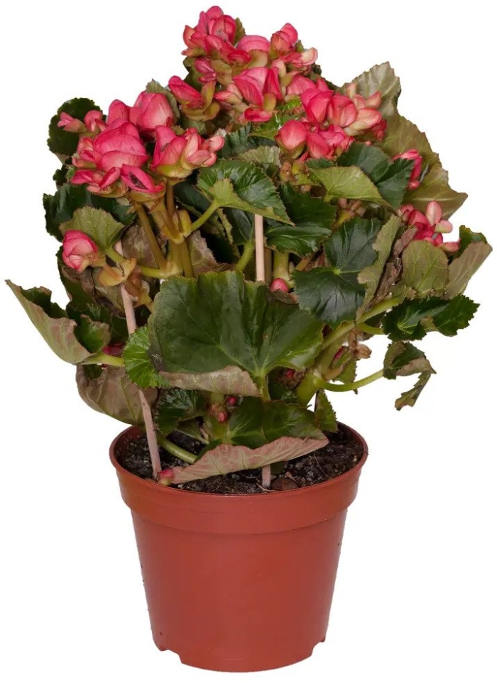 Бегония электра пинк