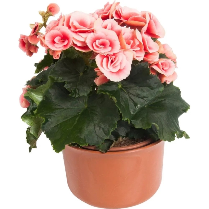 Бегония элатиор микс