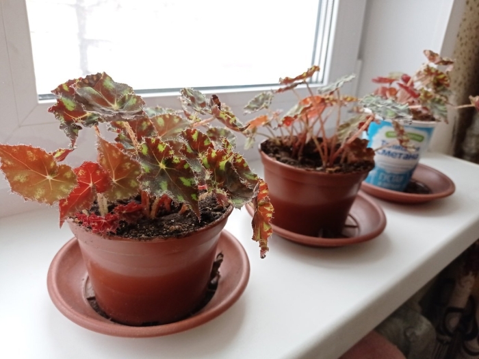 Тигровая бегония