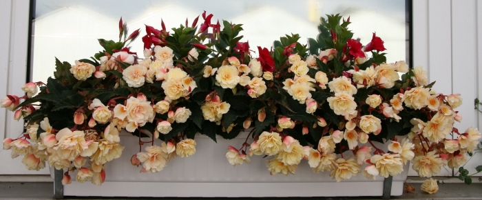 Бегония фловерс