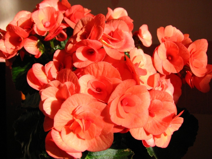 Бегония элатиор вероника