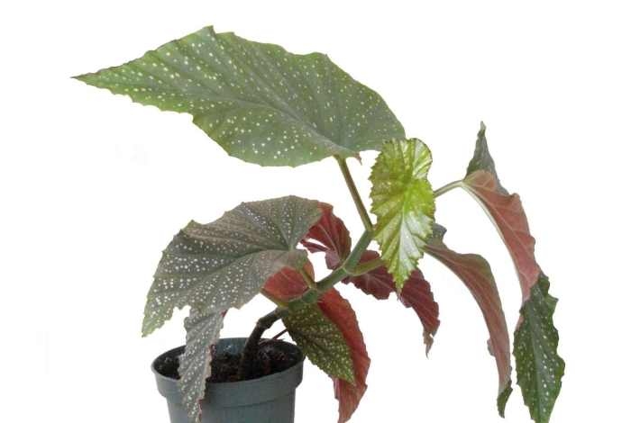 Бегония коралловая