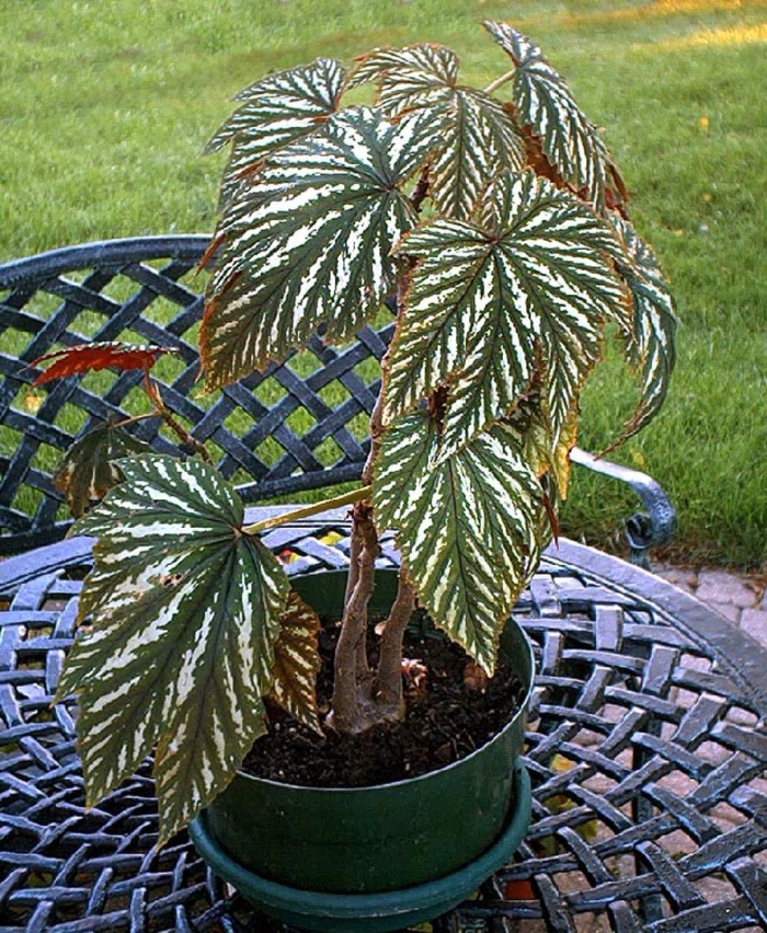 Бегония wollnyi