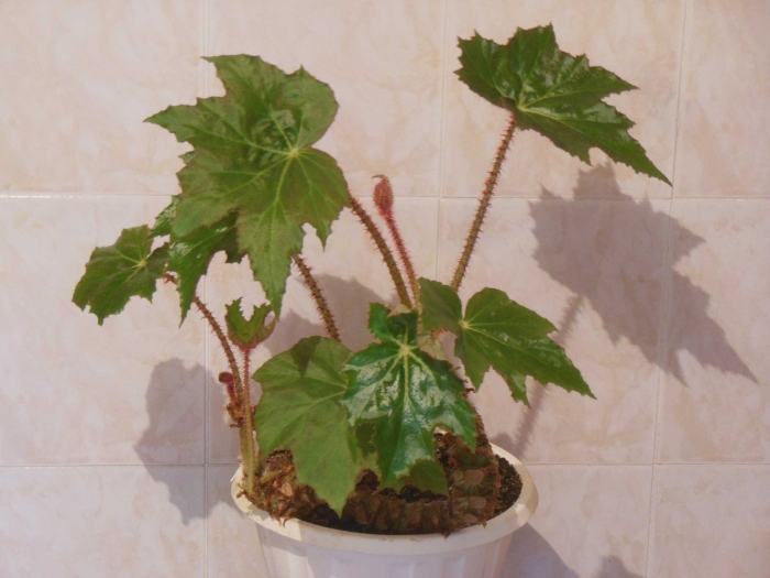 Бегония борщевиколистная