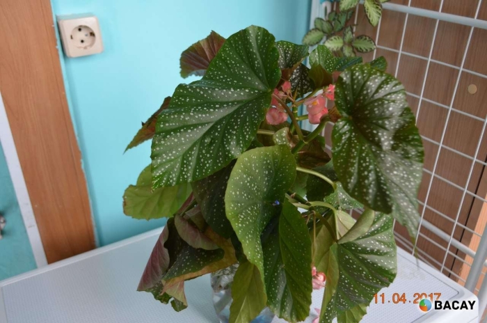 Бегония бенджамина