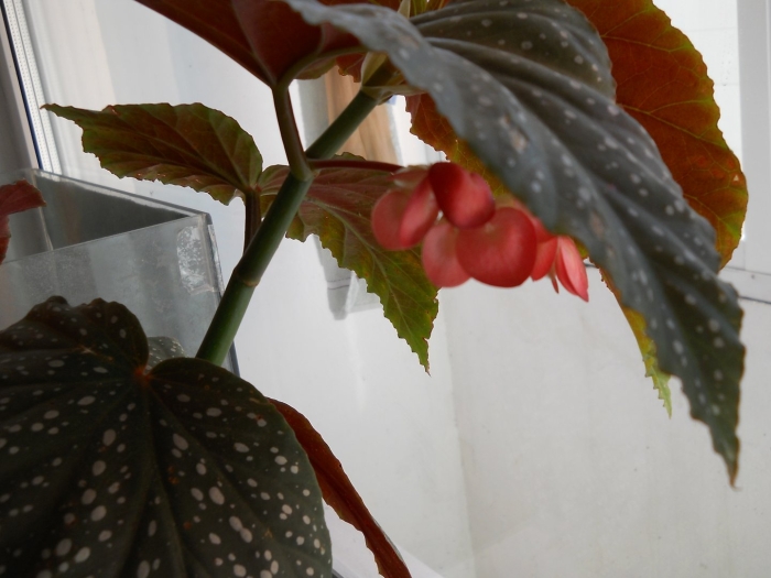 Королевская бегония