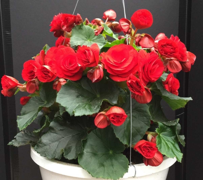 Цветок бегония элатиор