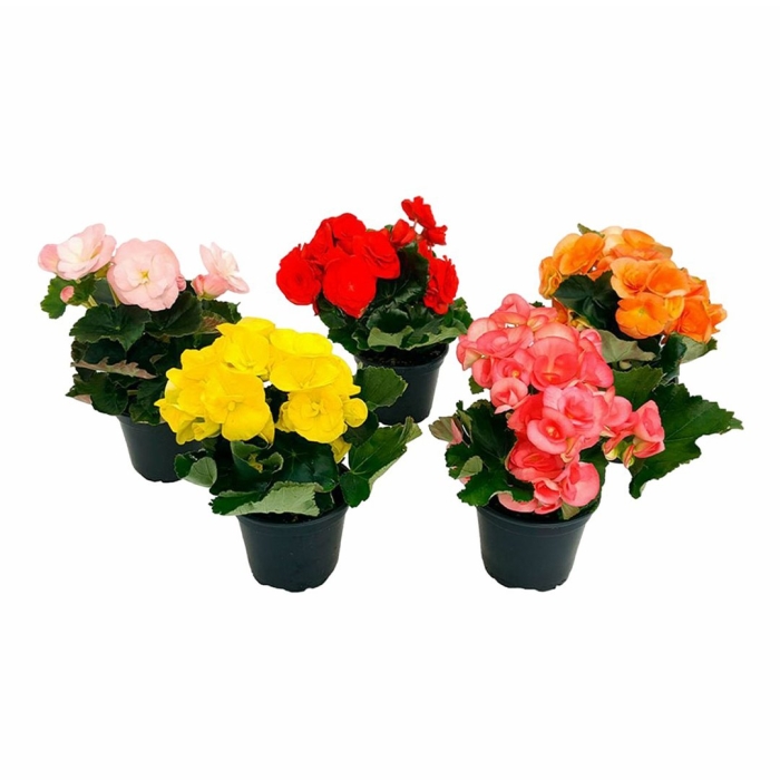 Бегония элатиор микс d12