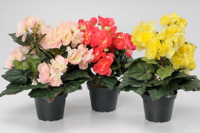 Бегония элатиор росток