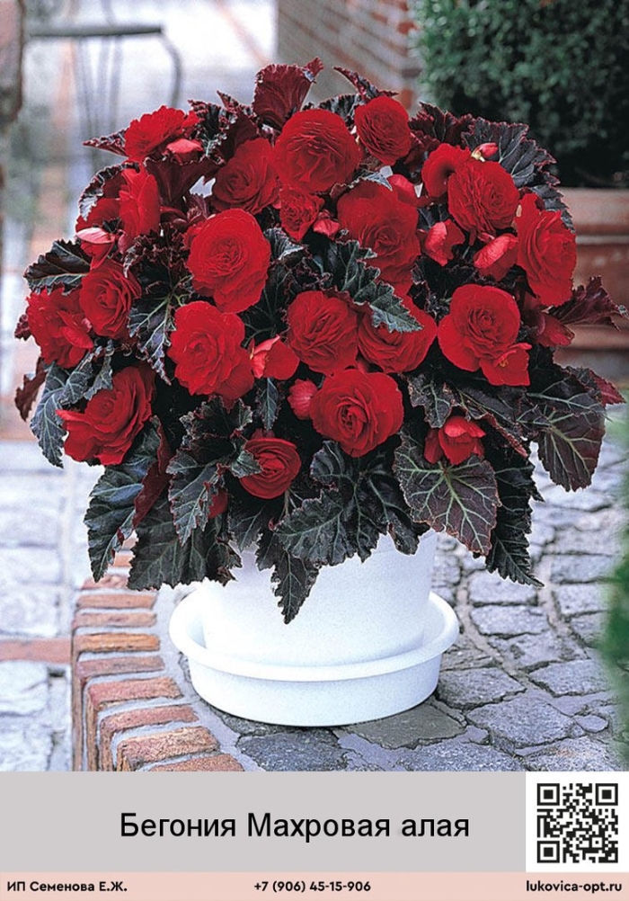 Бегония мультифлора максима швейцария