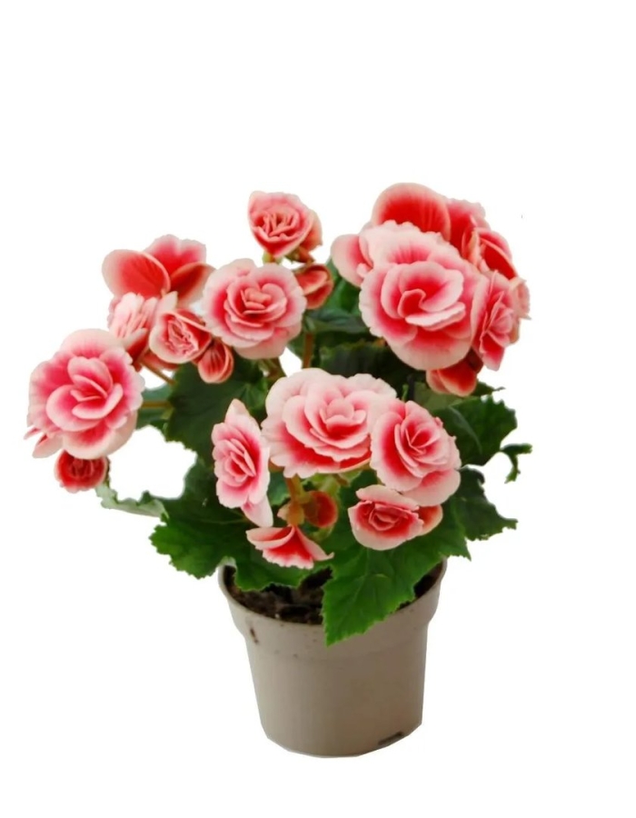 Бегония элатиор бориас